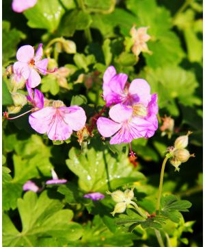 Geranium x cantabrigiense Cambridge