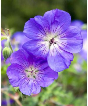 Geranium Rozanne