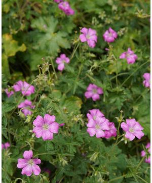 Geranium x oxanium Wageningen