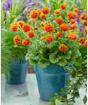 Geum Orange Pumpkin