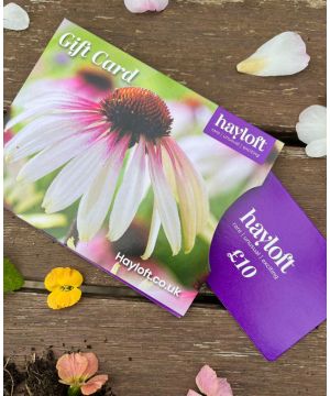 Hayloft Gift Card