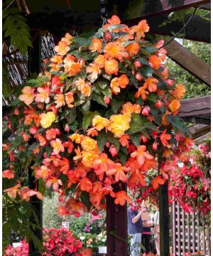 Fiery Begonia Collection