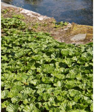 Gunnera Magellanica