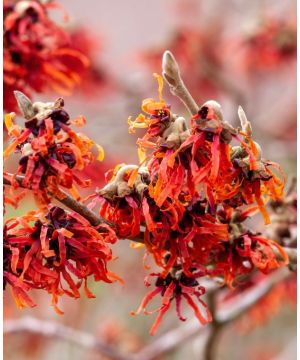 Hamamelis x intermedia Diane