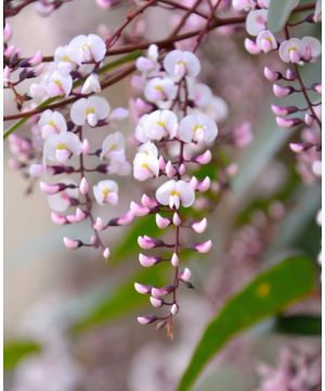 Hardenbergia alba