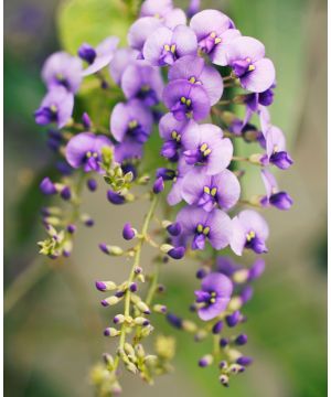 Hardenbergia violacea