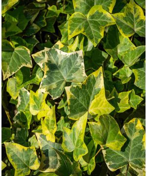 Hedera helix Goldchild