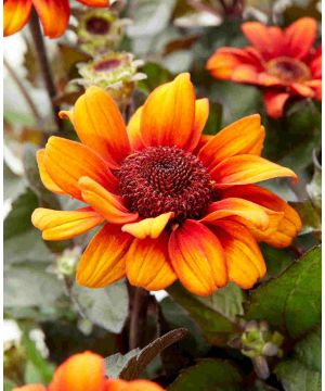 Heliopsis helianthoides var. scabra ‘Luna Roja’ 