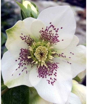 Helleborus Pretty Ellen White Spotted