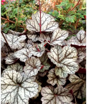 Heuchera Glitter