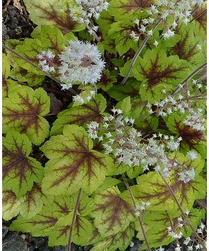 Heucherella Stoplight