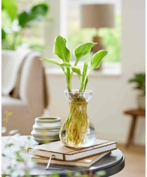 BotaniQua Hosta Iced Green 