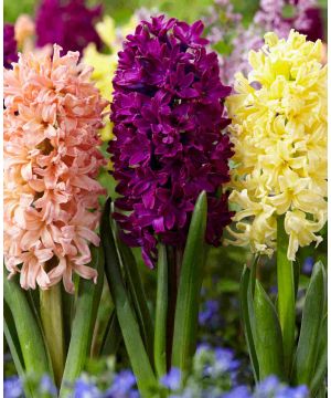 Abundant Hyacinthus orientalis Collection