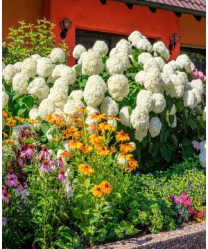 Hydrangea arborescens Annabelle