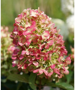 Hydrangea paniculata Graffiti