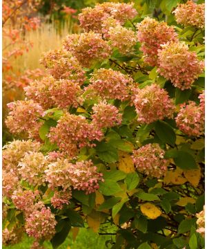 Hydrangea paniculata Limelight