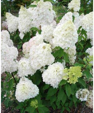 Hydrangea paniculata Diamantino