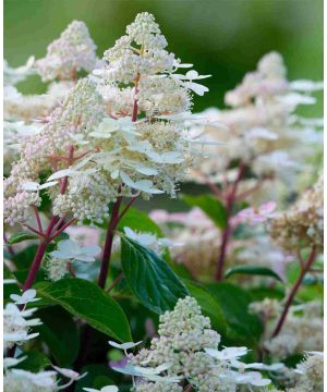 Hydrangea paniculata Harry