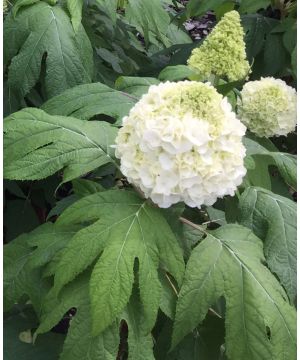 Hydrangea quercifolia Tara