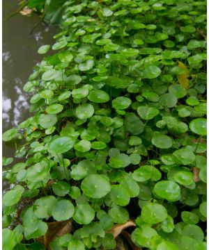 Hydrocotyle Vulgaris