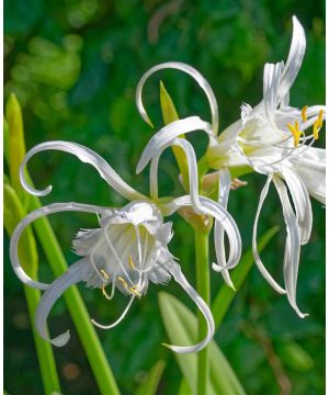 Hymenocallis Festalis