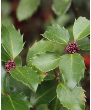 Ilex meserveae 'Blue Prince'