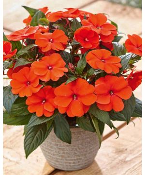 Impatiens x Neu-Guinea Magnifico Scarlet