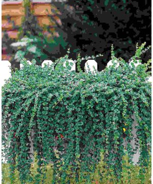 Satureja douglasii 'Indian Mint'