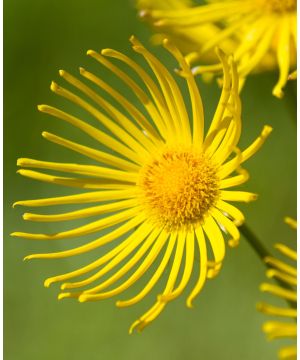 Inula ensifolia