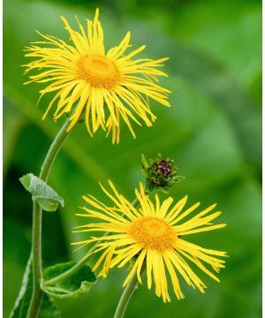 Inula Magnifica