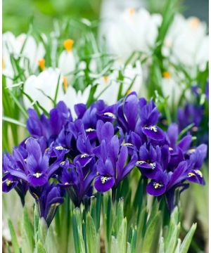 Iris reticulata Pixie