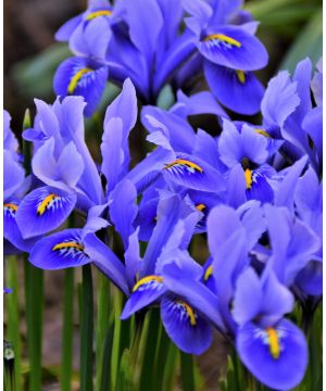 Iris Reticulata