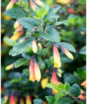 Jacobinia pauciflora