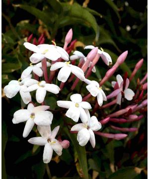 Jasminum Inverleith