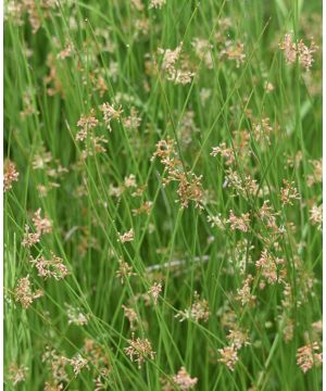 Juncus effusus