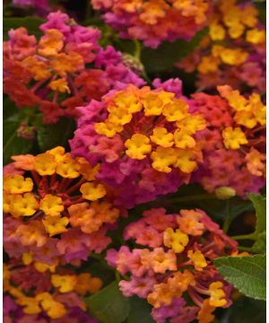 Lantana camara 'Passion Fruit'