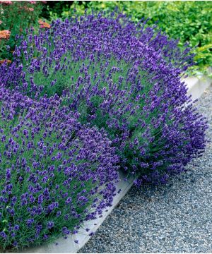 Lavandula angustifolia 'Hidcote'