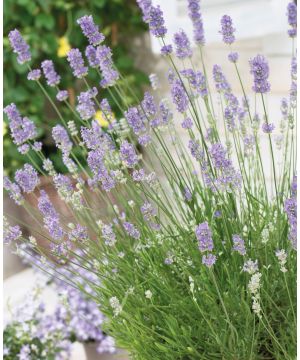 Lavandula Grosso