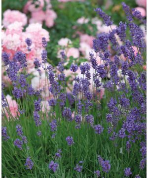 Lavandula angustifolia Munstead