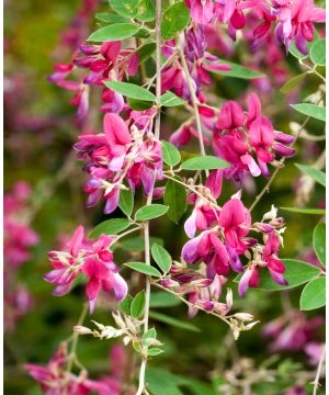 Lespedeza thunbergii