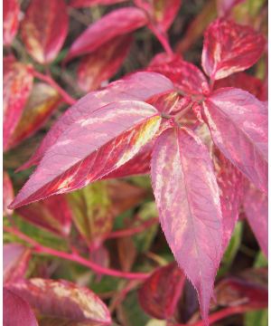 Leucothoe fontanesiana Rainbow