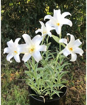 Lilium longiflora Foliis Variegatis