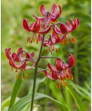 Lilium Claude Shride