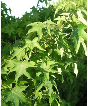 Liquidambar styraciflua