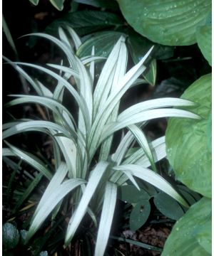 Liriope muscari 'Okina'