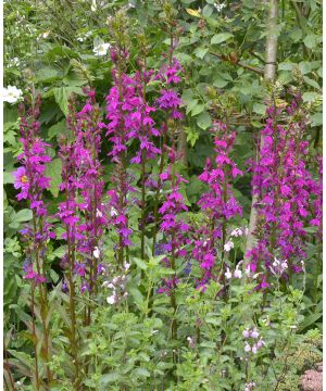 Lobelia x speciosa Tania