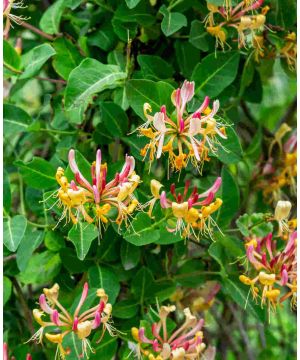 Lonicera periclymenum Serotina