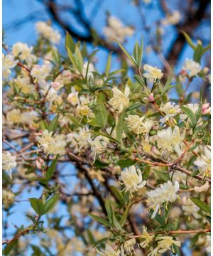 Lonicera fragrantissima