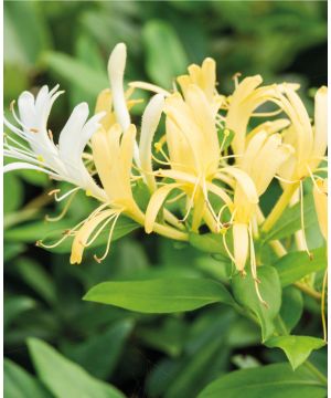 Lonicera japonica Halliana