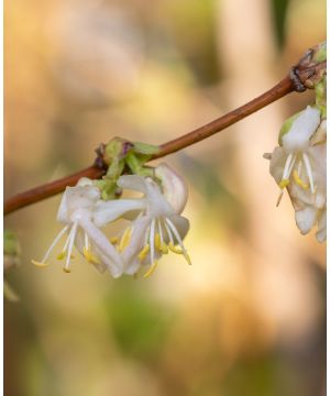 Lonicera purpusii 'Winter Beauty'